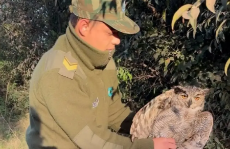 Un enorme búho apareció frente a una casa en localidad de Corrientes